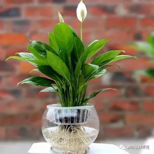 豆瓣绿|4种花别再种土里了，丢水里更好养，还更漂亮！