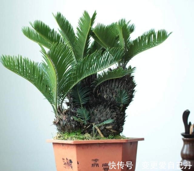 家养这“4种盆景”,叶片长青、福泽不息,吉祥健康,有钱人爱养!