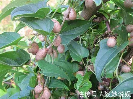 山药豆|农村山药藤上的小豆豆,营养价值不输山药,更是天然“降糖高手”