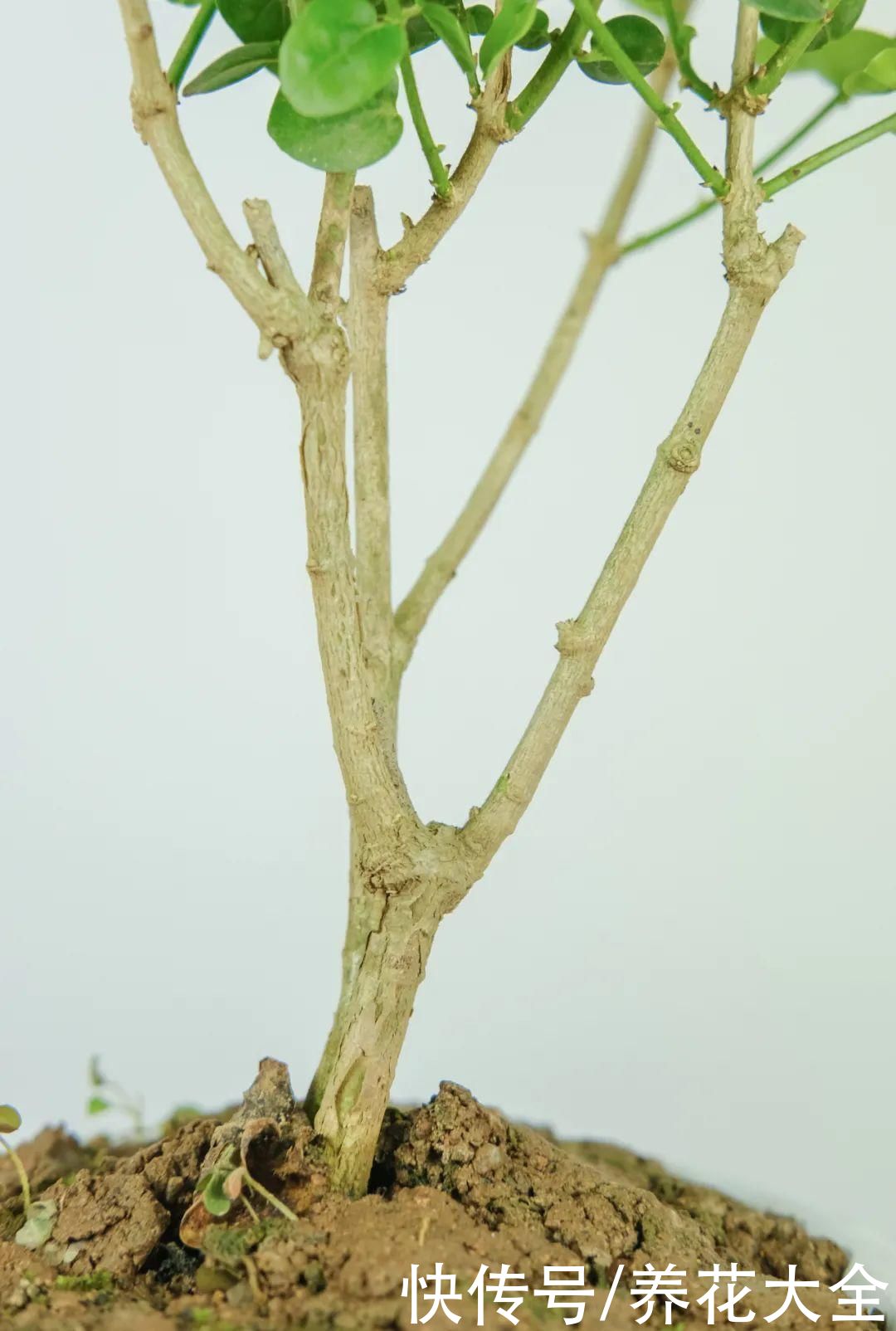 月季|8种花，现在快施肥，秋天开出满树花