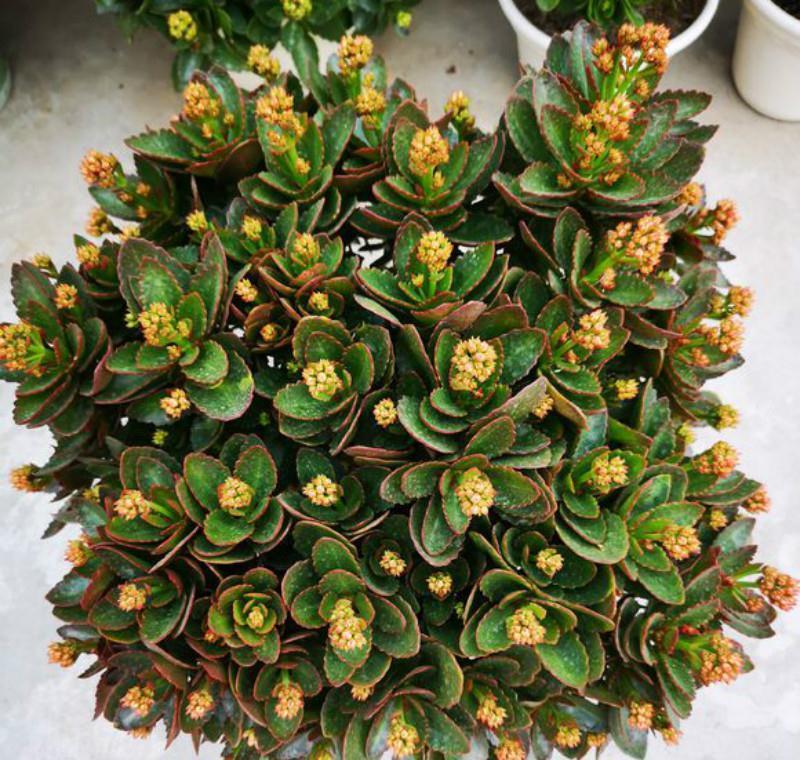 3种花就得虐,不虐不开花,一虐花满枝