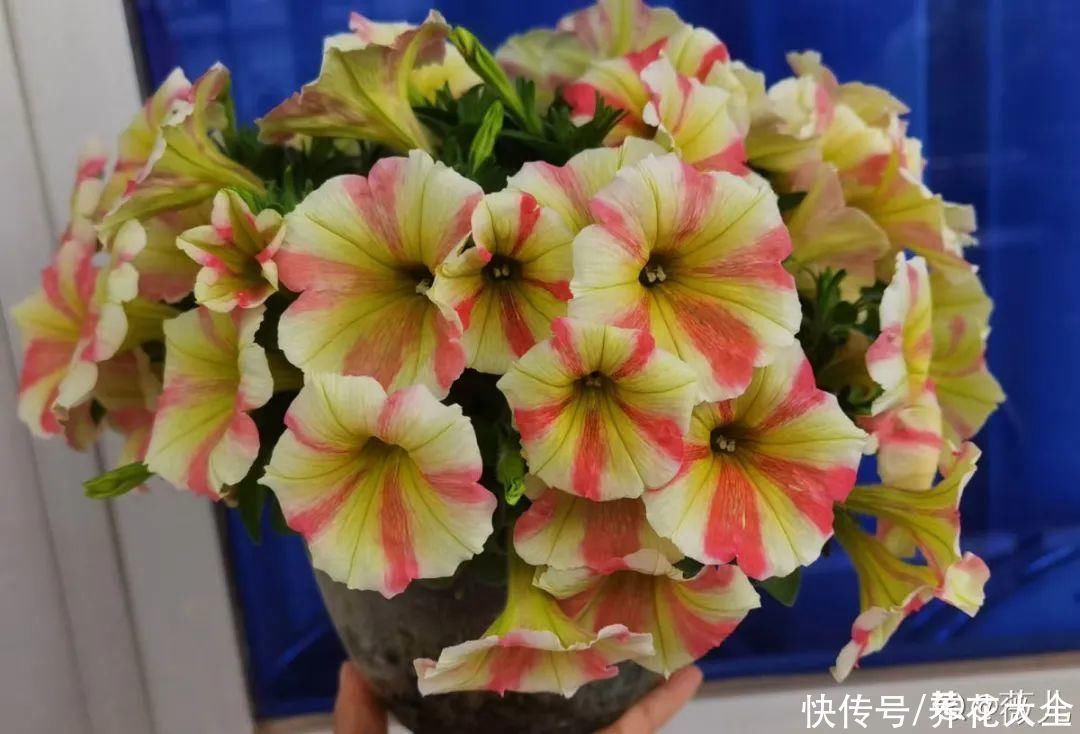 飘香藤|晒不死、热不死的花,越晒花越多,越热长越快