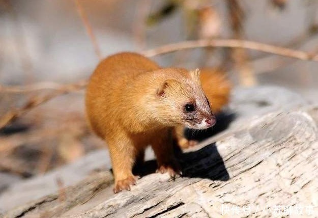 家禽$老祖宗总说黄鼠狼不能杀,科学研究表明,还真不能杀