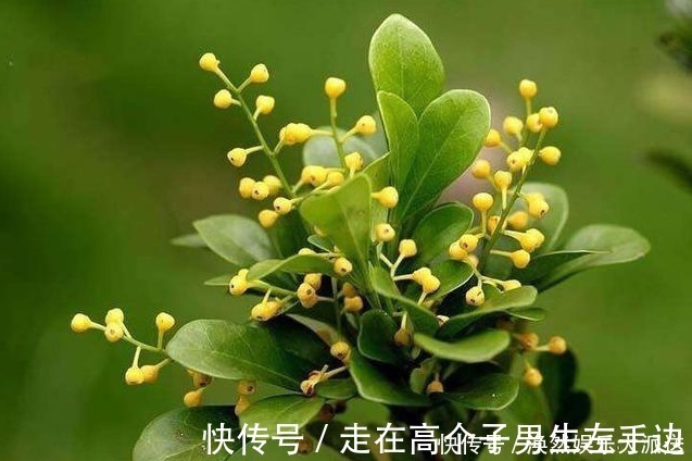 米兰|我家的米兰开花多、香气四溢,邻居们都忍不住来敲门讨经验