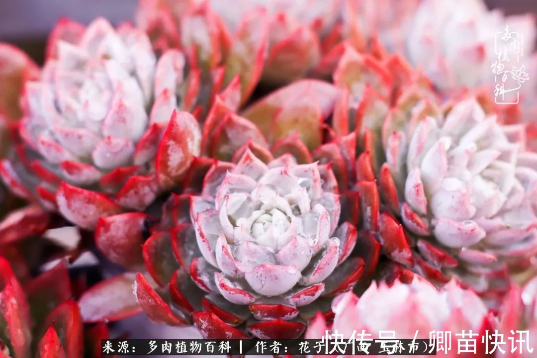 为了爱情来到陌生城市,偶遇多肉,地老天荒的爱恋!