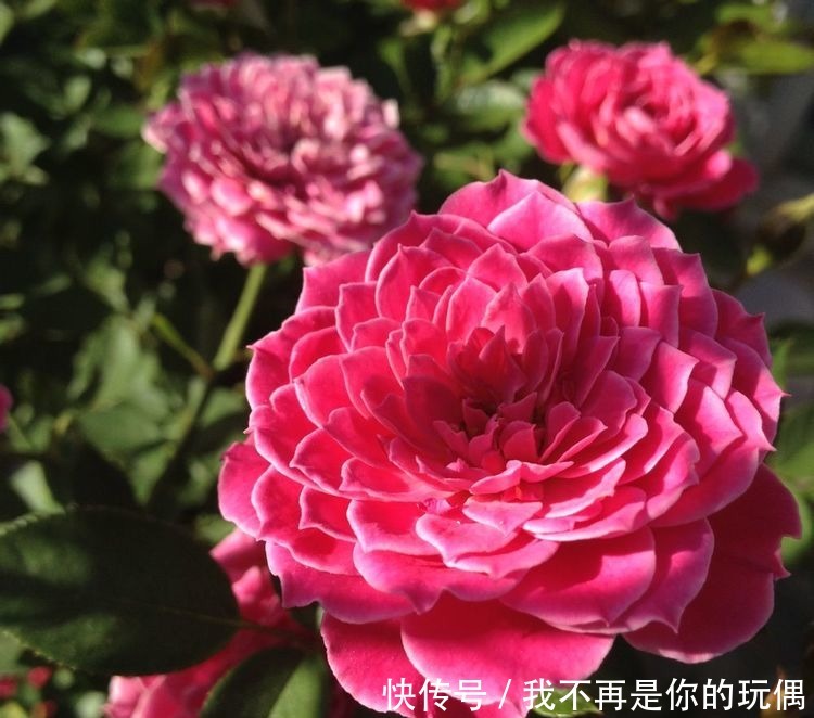 喜欢养花，不如养盆玛丽玫瑰，可媲美牡丹，是盆栽佳品