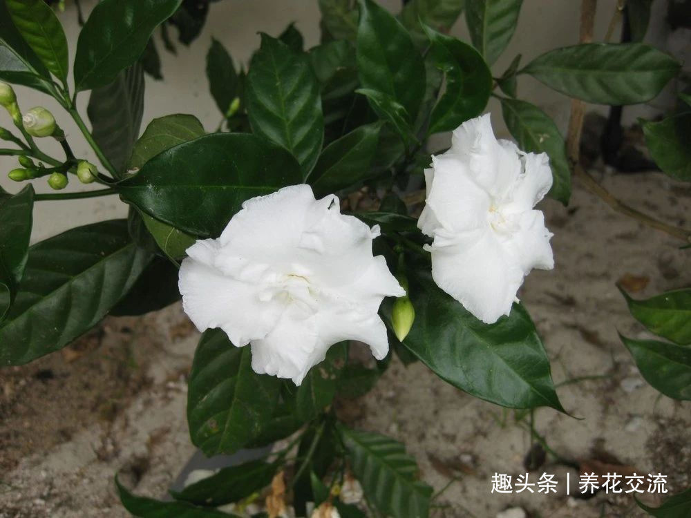 栀子花|花叶和栀子花相似的狗牙花，香味像茉莉花，好养又容易开花