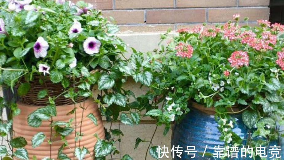 养花盆里加几滴“小东西”，茉莉、茶花不黄叶，30天一次简单有效