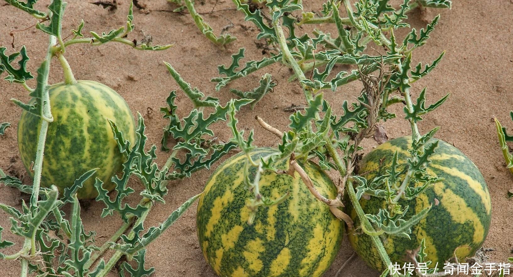 沙漠|为什么沙漠中的“西瓜”没人摘,知道原因后,就算口渴也不吃!