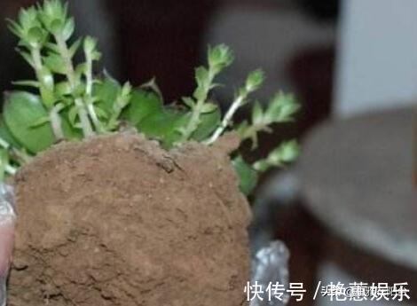 养观音莲，4个小技巧，侧芽不断冒，长出一大圈，一棵变多棵！