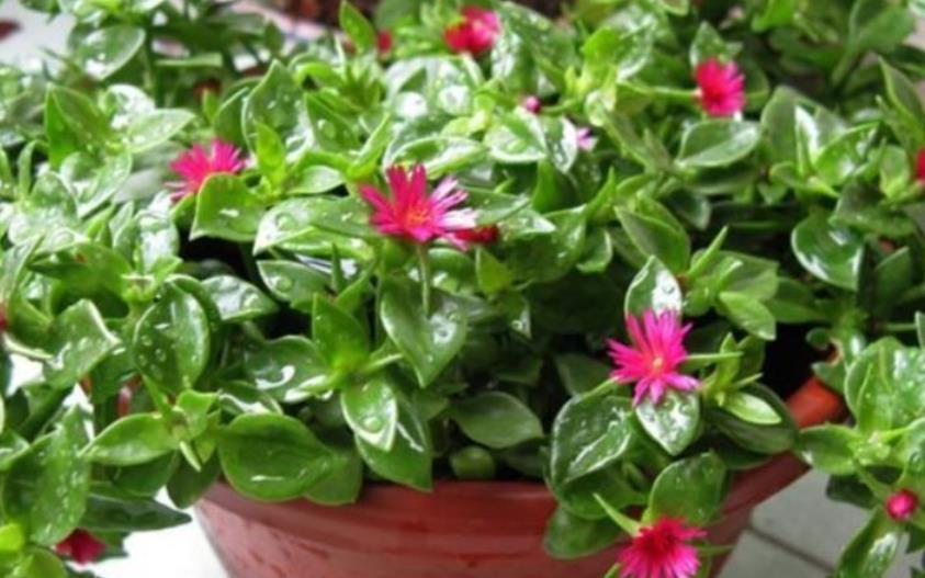 非洲堇|9月了,赶紧扦插这些花卉,生根快成活率高,培育多盆成大户
