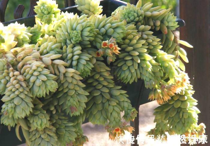 景天科|这“三多肉”不怕热,三伏天正常“补水施肥”,咕噜冒崽挤满盆
