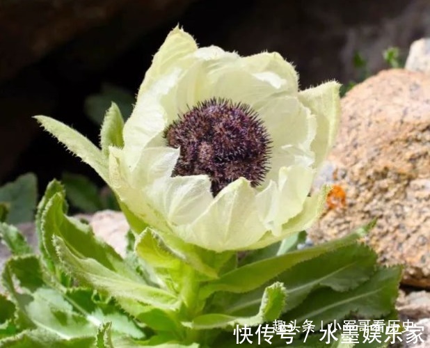 此花是世上最冷漠的花,有着雪一样洁白的外表,被誉为寂寞之花