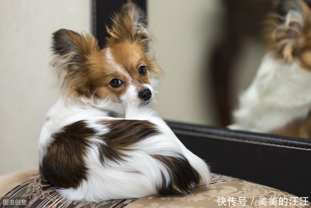 蝴蝶犬如何训练好 这五招 可以帮到你 天合乐学帮助家长发现孩子的更多可能