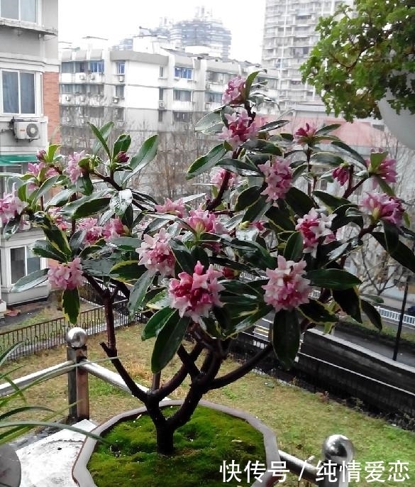 金边瑞香|这种花卉以“色、香、姿、韵”四绝著称于世,却很少被人知道