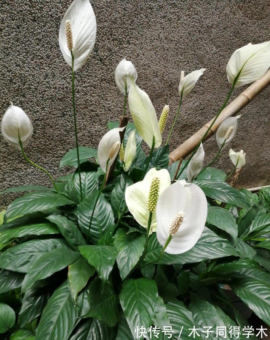 7种花，立秋后换盆，秋冬才能越养越好
