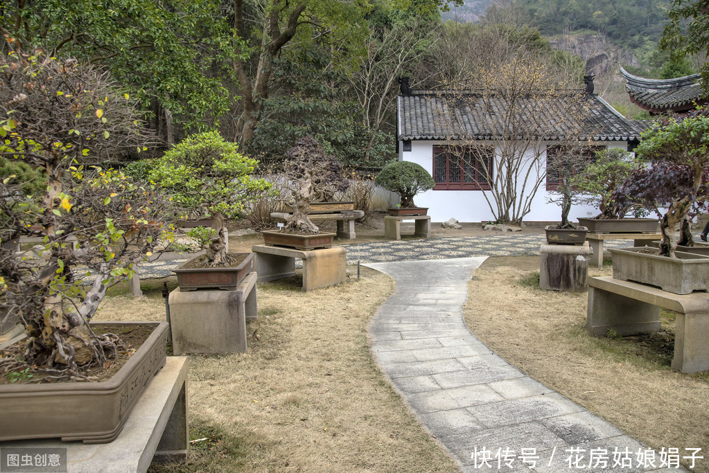 黄杨树被制作成盆景前需要经历哪些?没想到,竟然这么多工序