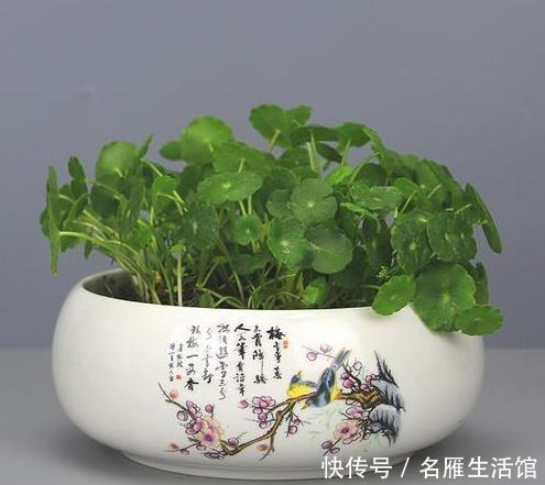 3种绿植，开花便是“好兆头”，家里放一盆，日子顺风又顺水