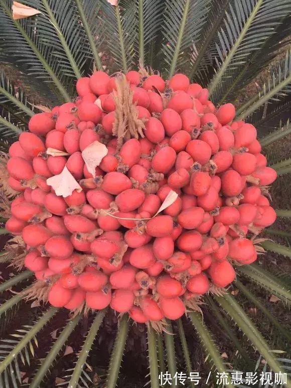 4种花有灵性，平时难开花，一有好事就开花！