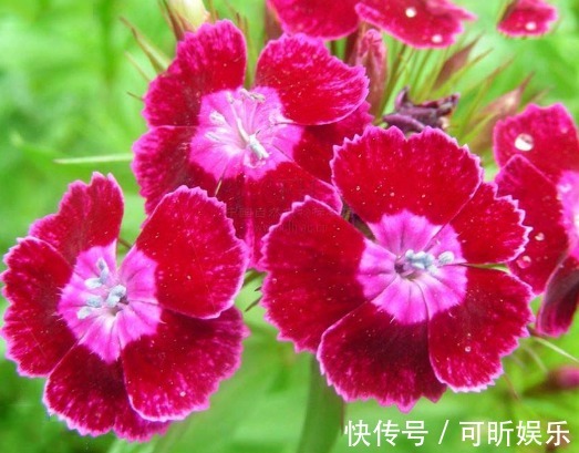 温度高养花总是养死,不妨试试这些花朵,式好养、开花多、不怕热