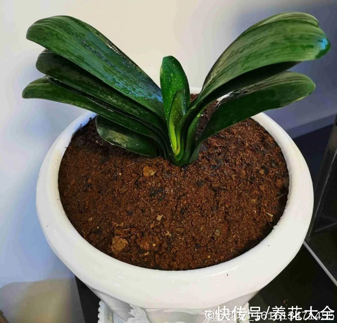 10种花要控水，天热反而不能浇，一浇水就死