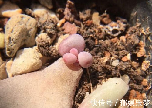 多肉桃美人怎么叶插教你3个小步骤,桃美人生根极快越长越旺盛