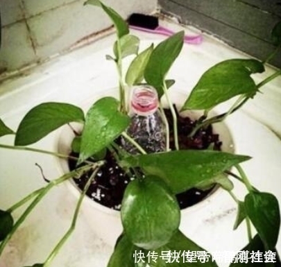 绿萝卜|隔壁大爷把“塑料瓶子”绑起来，绿萝盆栽，被他养成一棵绿萝树