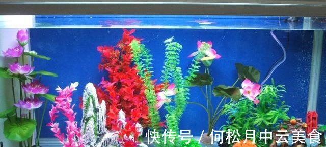 鱼缸换自来水的正确方法!