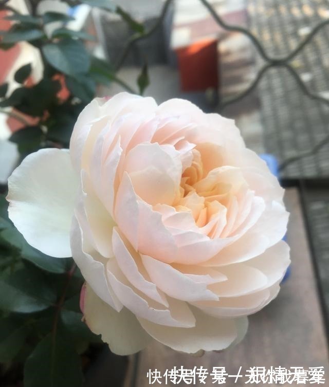 波莱罗舞曲|超级香的花,漂亮不输玫瑰,四季常开,还可盆栽种植,此花值得养!