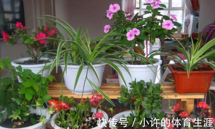 家中该常备这种磷钾肥,养花能催花,盆栽则可改变土壤酸碱性