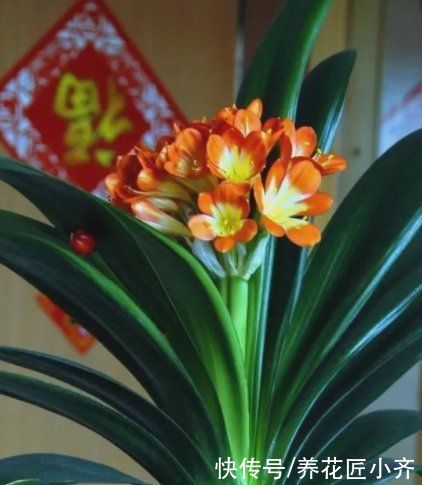 叶片|秋天养君子兰,做好3件事,植株长得旺,让它快速抽花剑