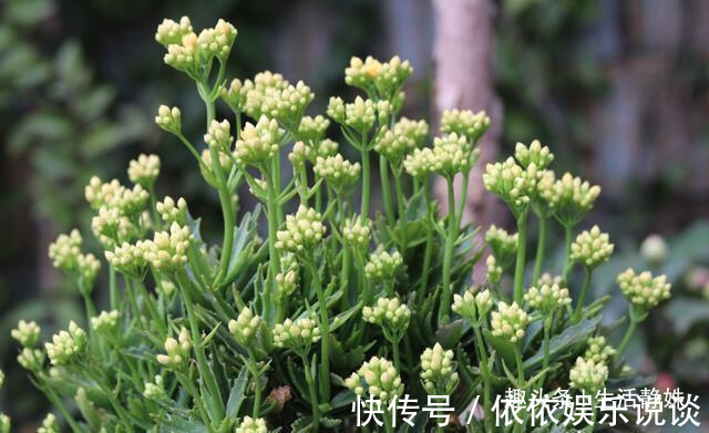 长寿花小苗,养护只需“3步”,一盆开花几百朵,变成“小花球”