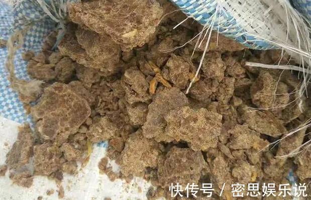 板结|花土板结怎么办？不换盆土，学会这几招照样能搞定难题