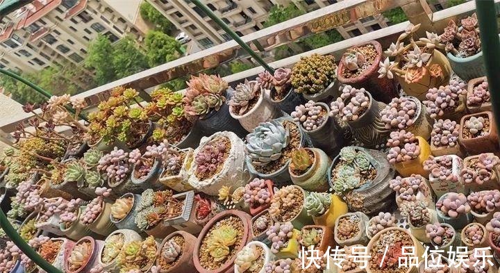 多肉也有缺水信号,找到后浇透,轻松养10年