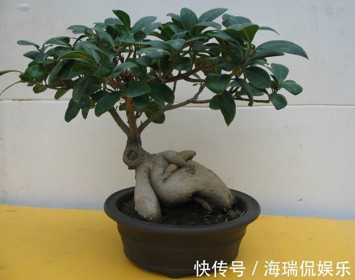 人参榕|喜欢玫瑰,就养盆珍稀品种“女人香气”,丰腴婀娜,娇嫩柔和!