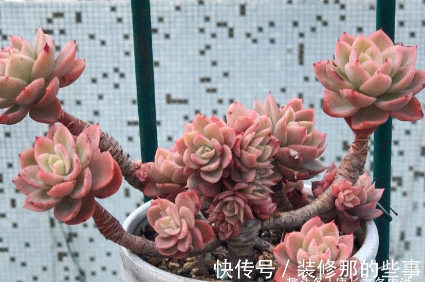 没有颗粒的多肉土易板结,而盆土板结又会对多肉造成3种不利影响