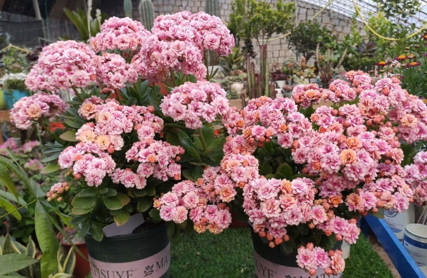 花草|花草为什么要“打顶”打顶有两个好处，掌握技巧才能爆盆