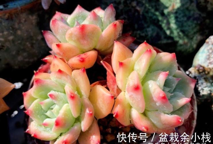 名字很酷的多肉ak玛利亚，颜色颇为小清新，养起来也是“乖宝宝”