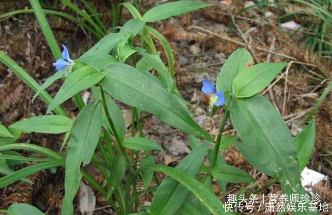 羊蹄草|2种农村不起眼的野草,既是野菜,又是治病草药,不知道太可惜了