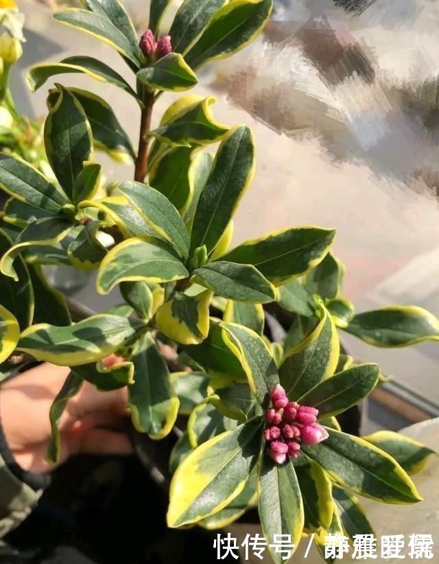 如何给屋里“添香”，3种植物随便选一种就可以，出门身上带香气