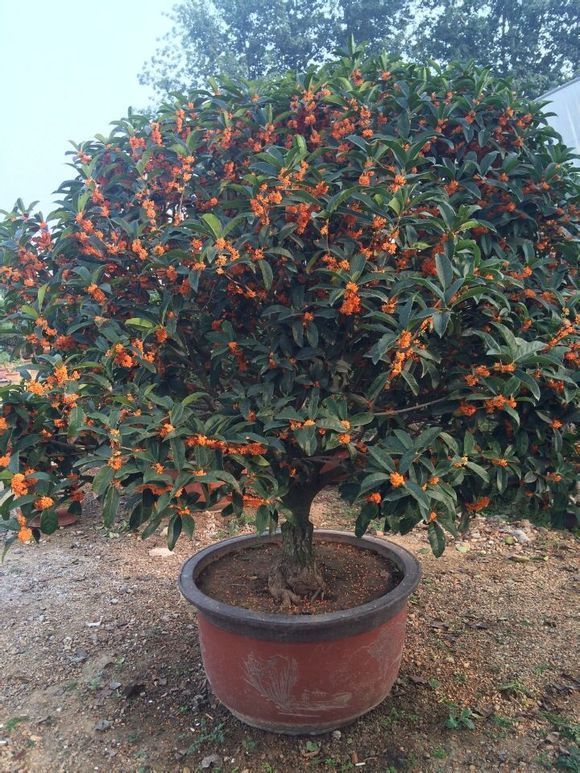 家里养盆“杀菌”花,精神轻松又清香,老中医经常养,错不了