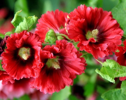 阳台特别适合养几种花，花朵硕大，惊艳四座，天天有花赏！