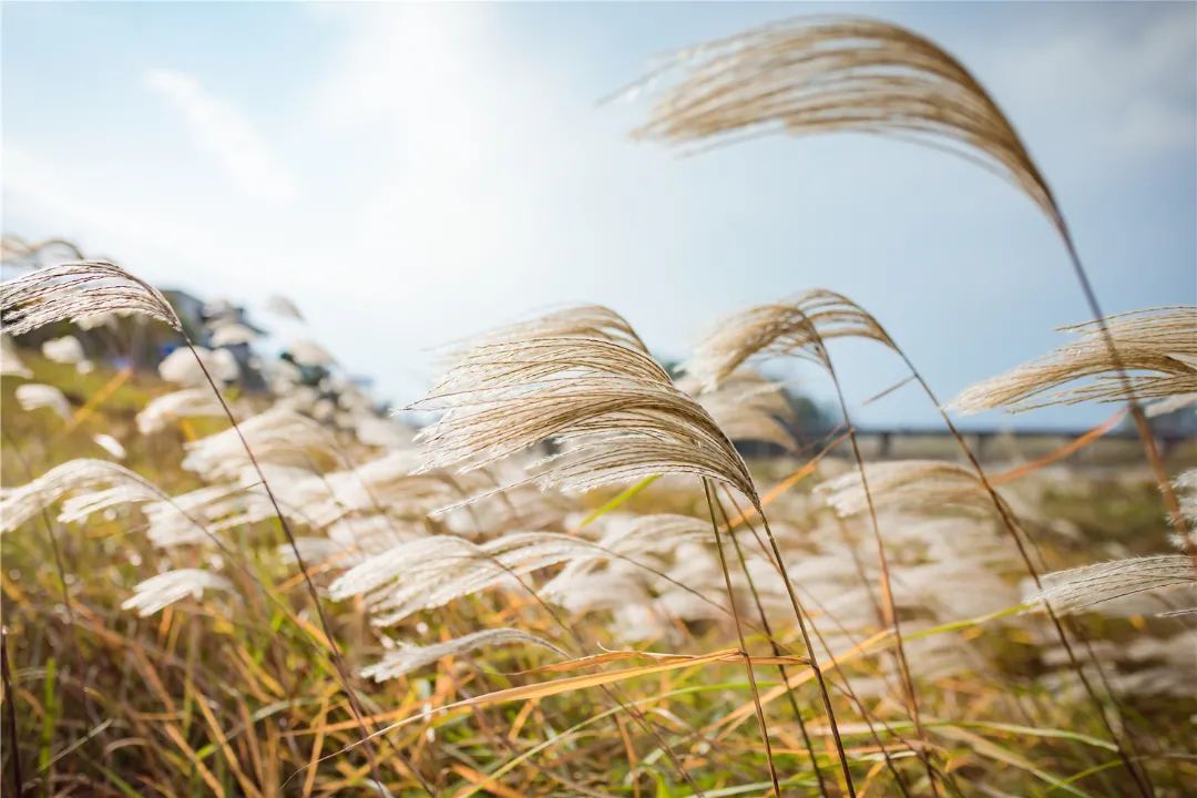 枫叶|打翻秋天的调色盘！多彩的深秋余杭，什么颜色是你的最爱？