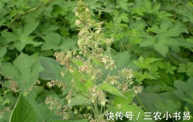 葎草|有种野草在山上人称“拉狗蛋”,狗看见都绕道走,是一味良药
