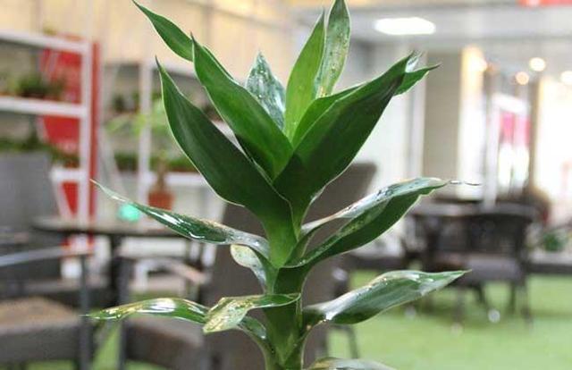 富贵竹都能养死这几点不注意就黄叶，没几天就死翘翘