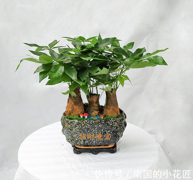 养花试试这几款,很好的绿化美化客厅环境,很大气