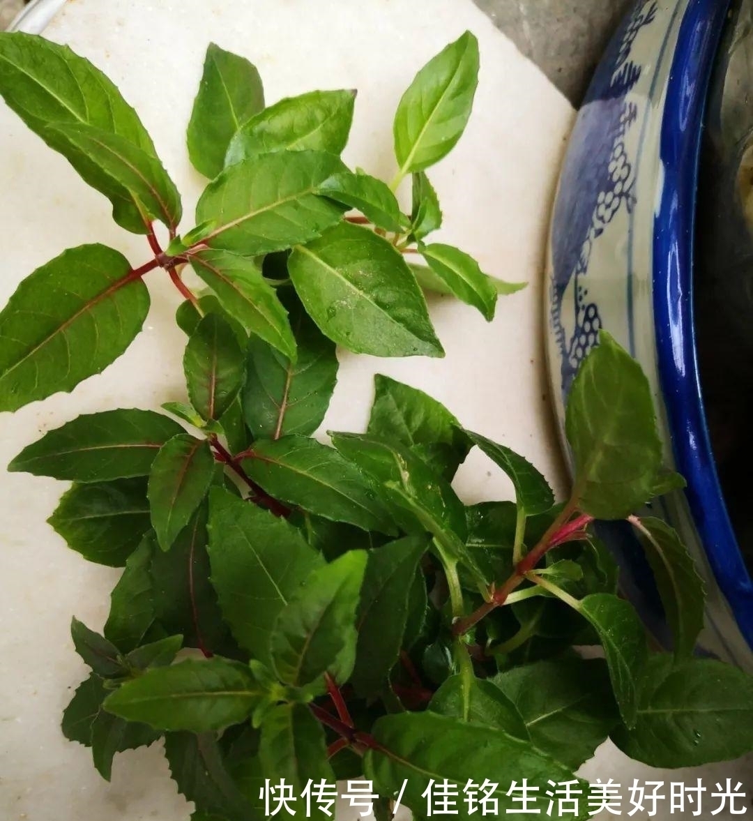 8种花夏天太容易死,现在赶紧扦插,死了也不心疼