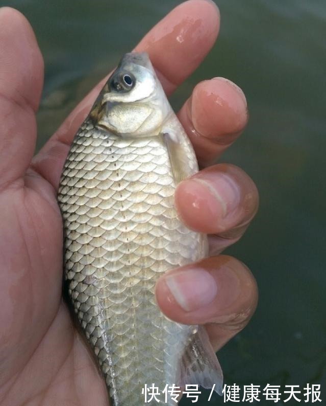 你泡的酒米为啥不上鱼不搞定这些细节,大板鲫是不会咬钩的