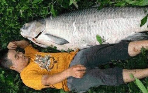 四大家鱼|青鱼是淡水鱼中的上品,为何却有“鬼鱼”“索命鱼”之称?