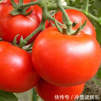 西红柿|刮油“最强的”食物，苹果不算啥，最后一种帮你瘦出“小蛮腰”